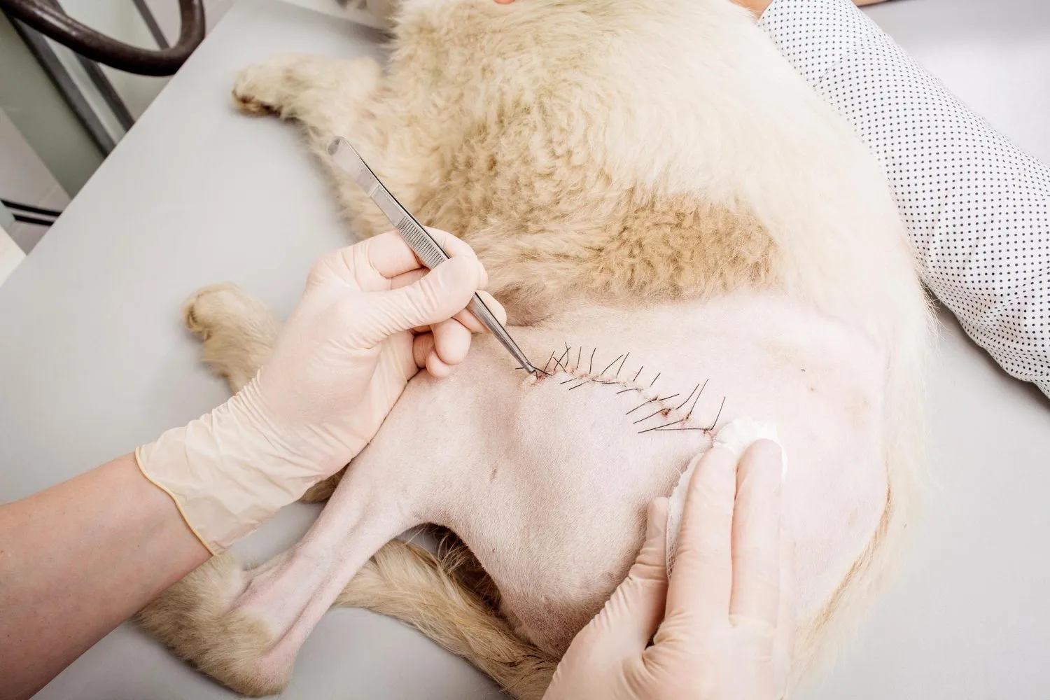 A healing incision on a dog's belly after surgery