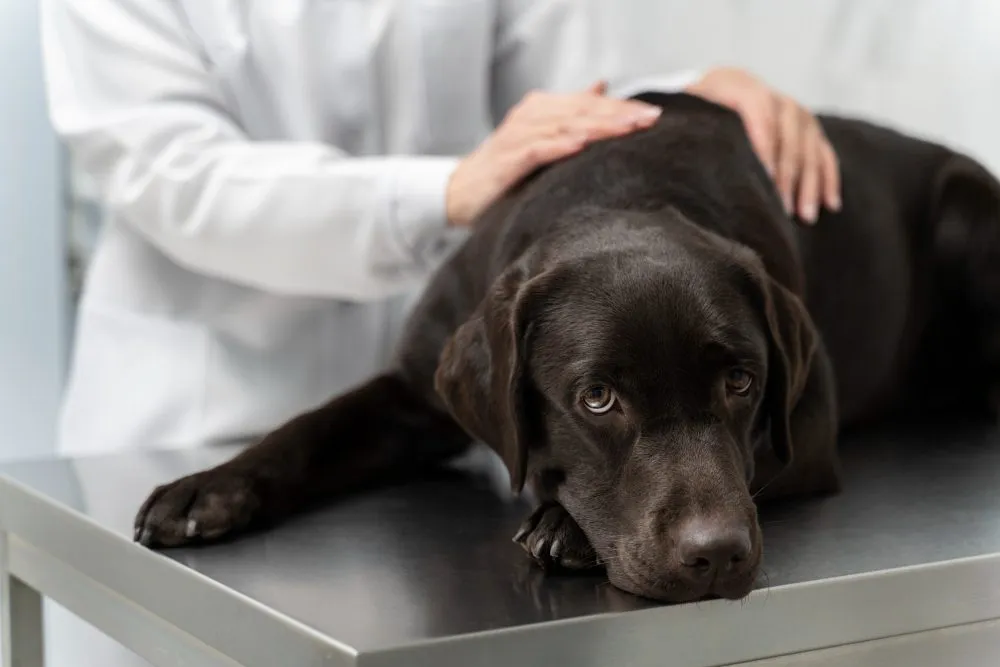 A Labrador resting on the exam table