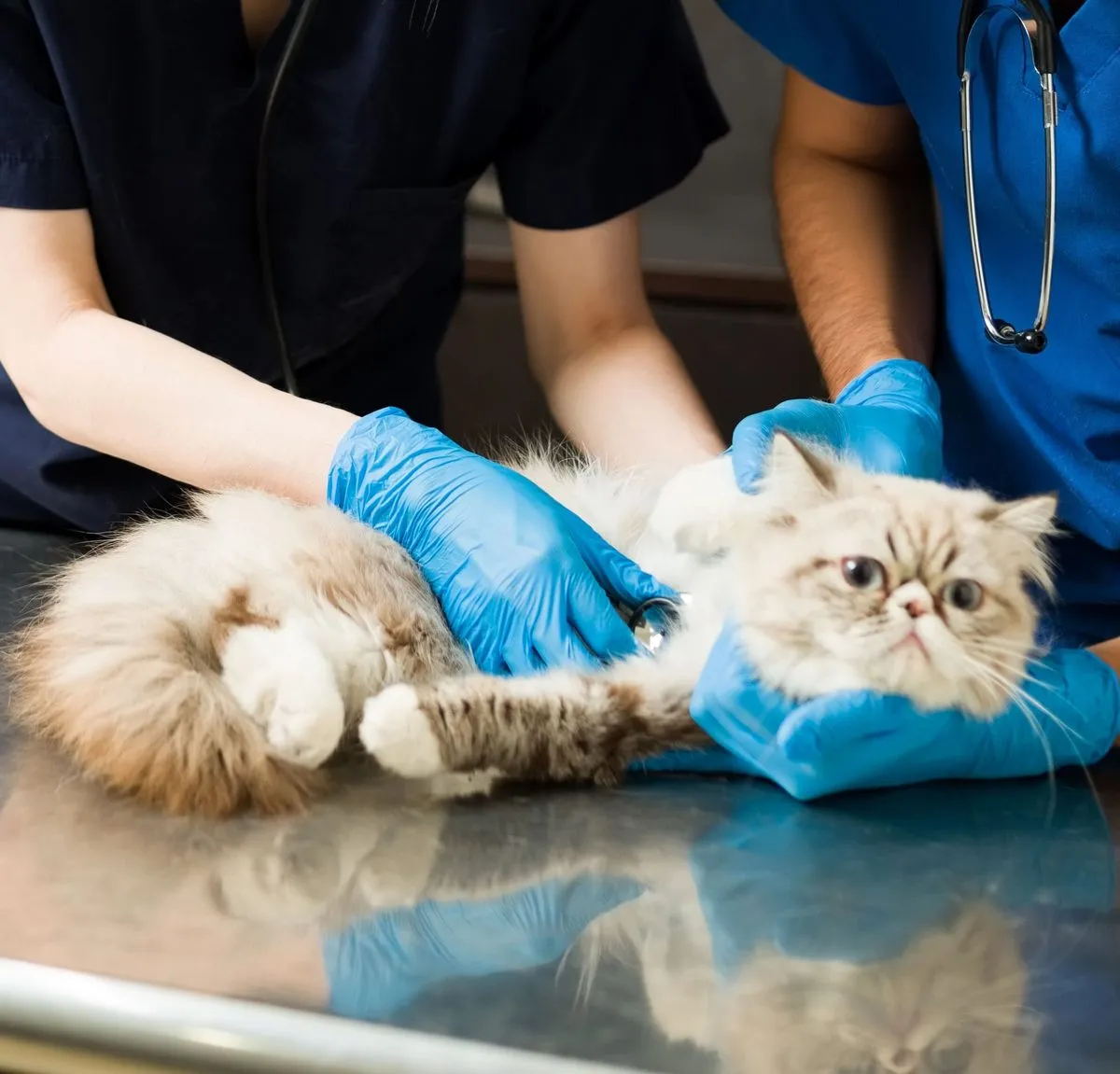A veterinarian holding a Persian cat on the exam table