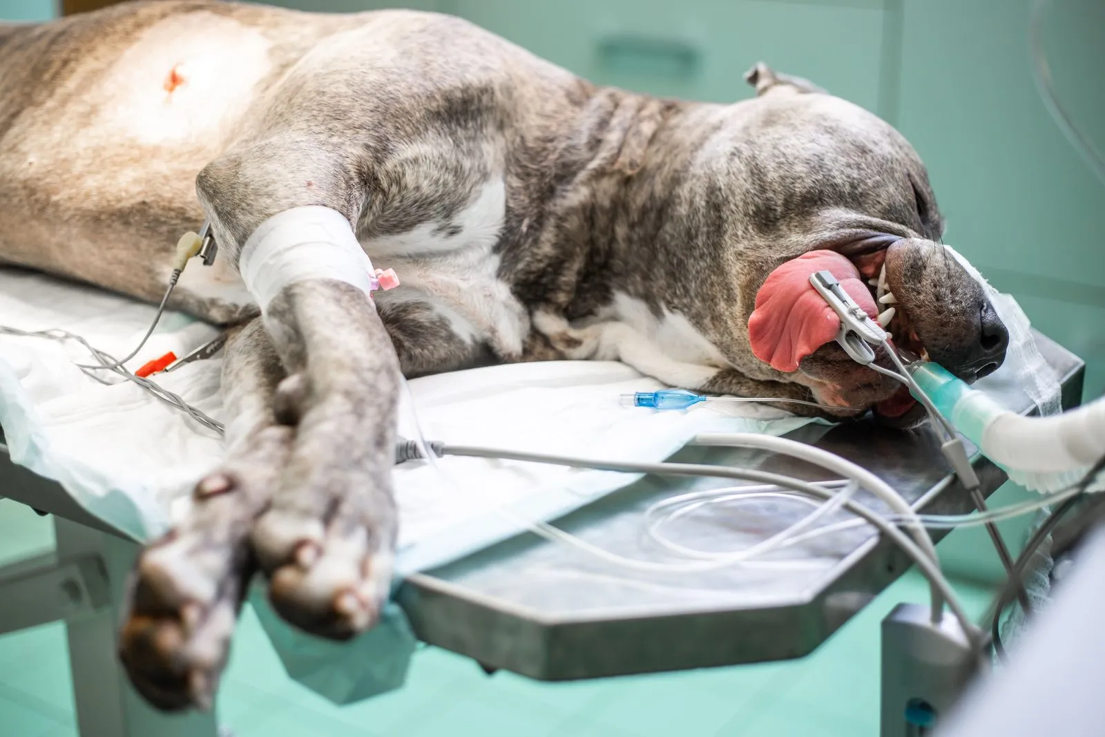 A dog under anesthesia with monitoring equipment