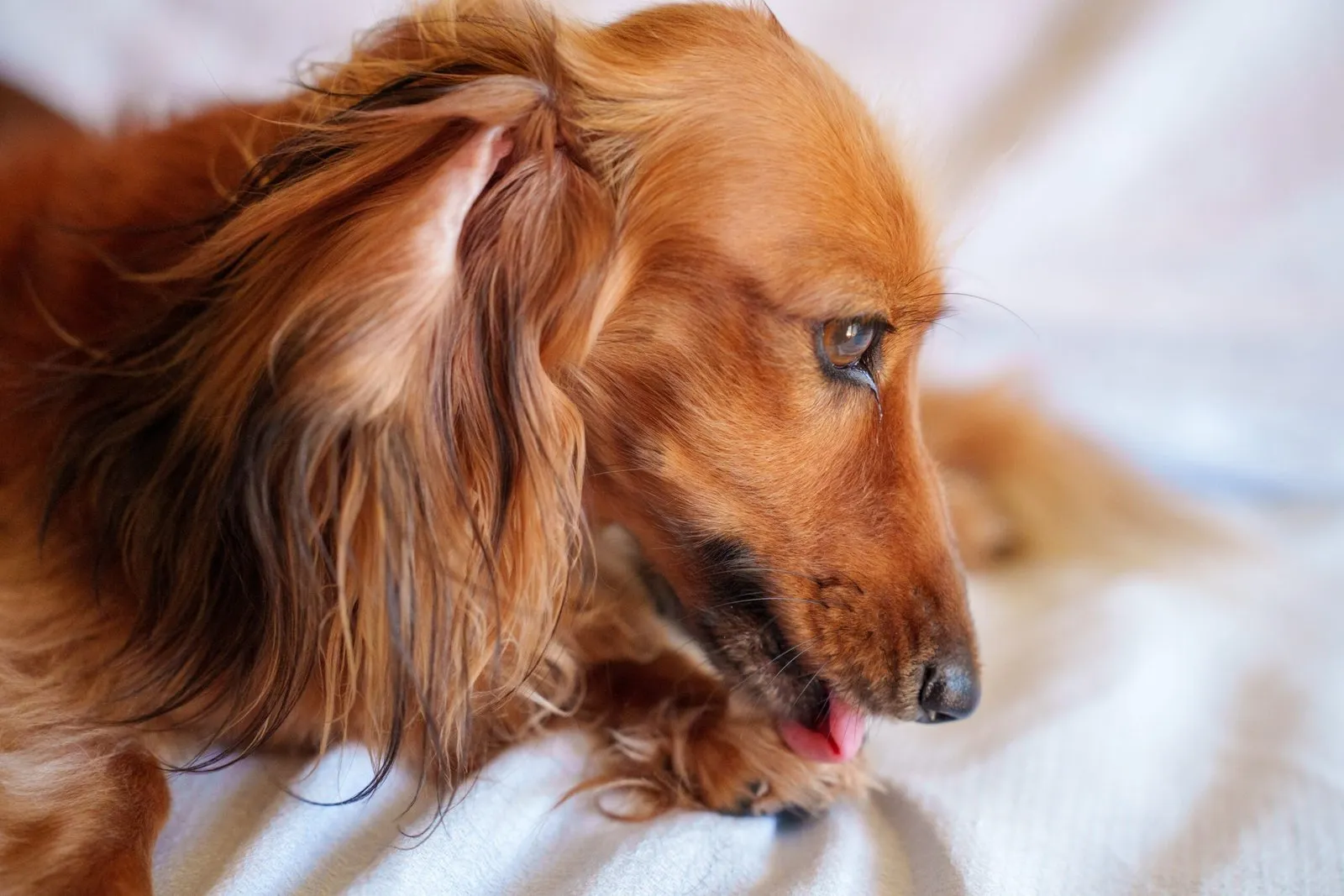 Brown Dachshund licking their paw