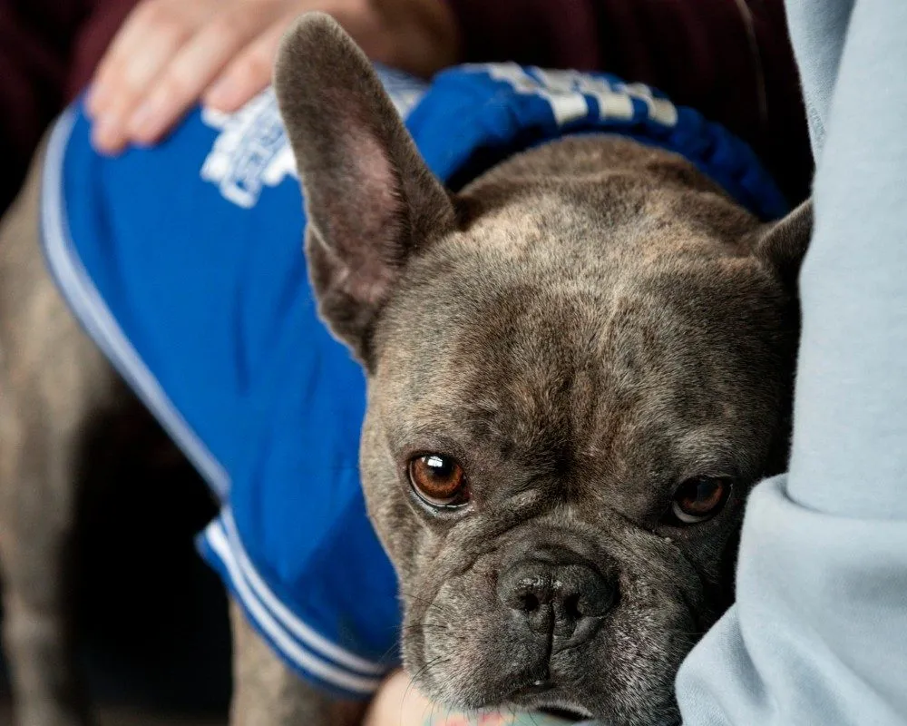 A French Bulldog looking up