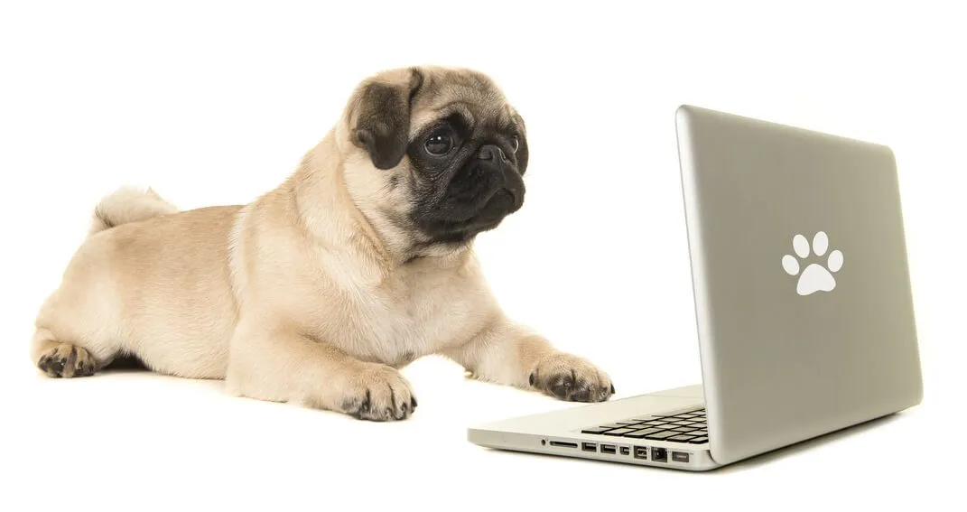 A pug resting