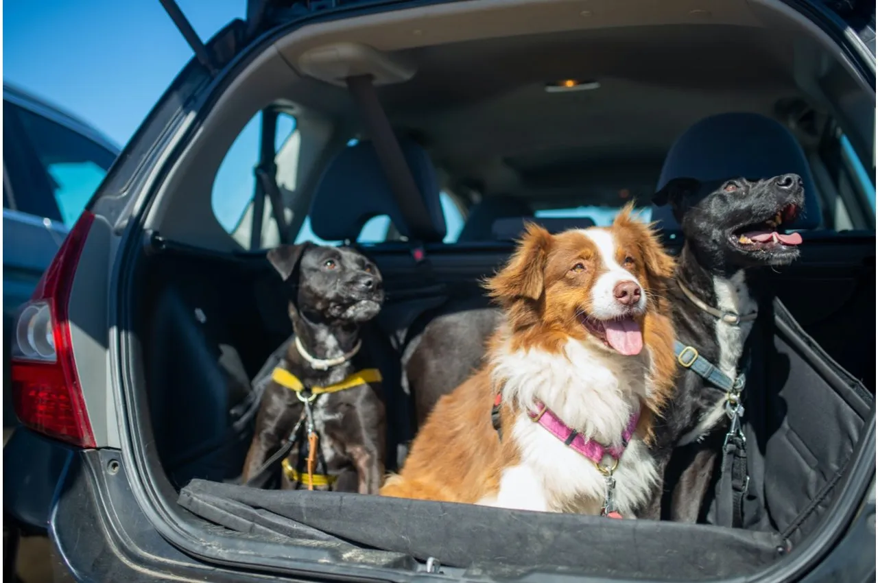 Three happy dogs sitting in a car
