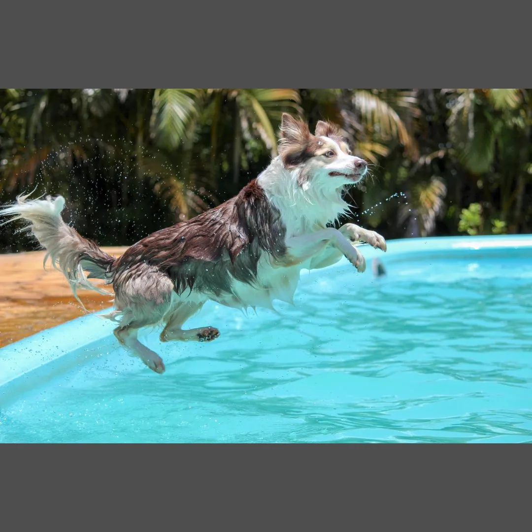 A wet brown and white dog leaping into a turquoise pool