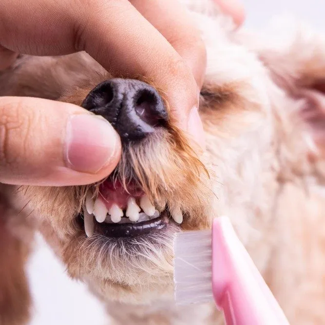 A dog's teeth being brushed