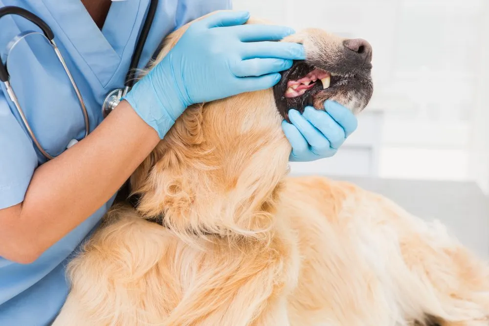 A vet checking a golden retriever's teeth