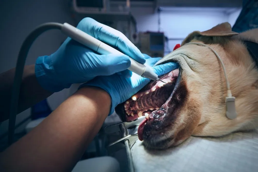 A dog having its teeth cleaned with an ultrasonic scaler