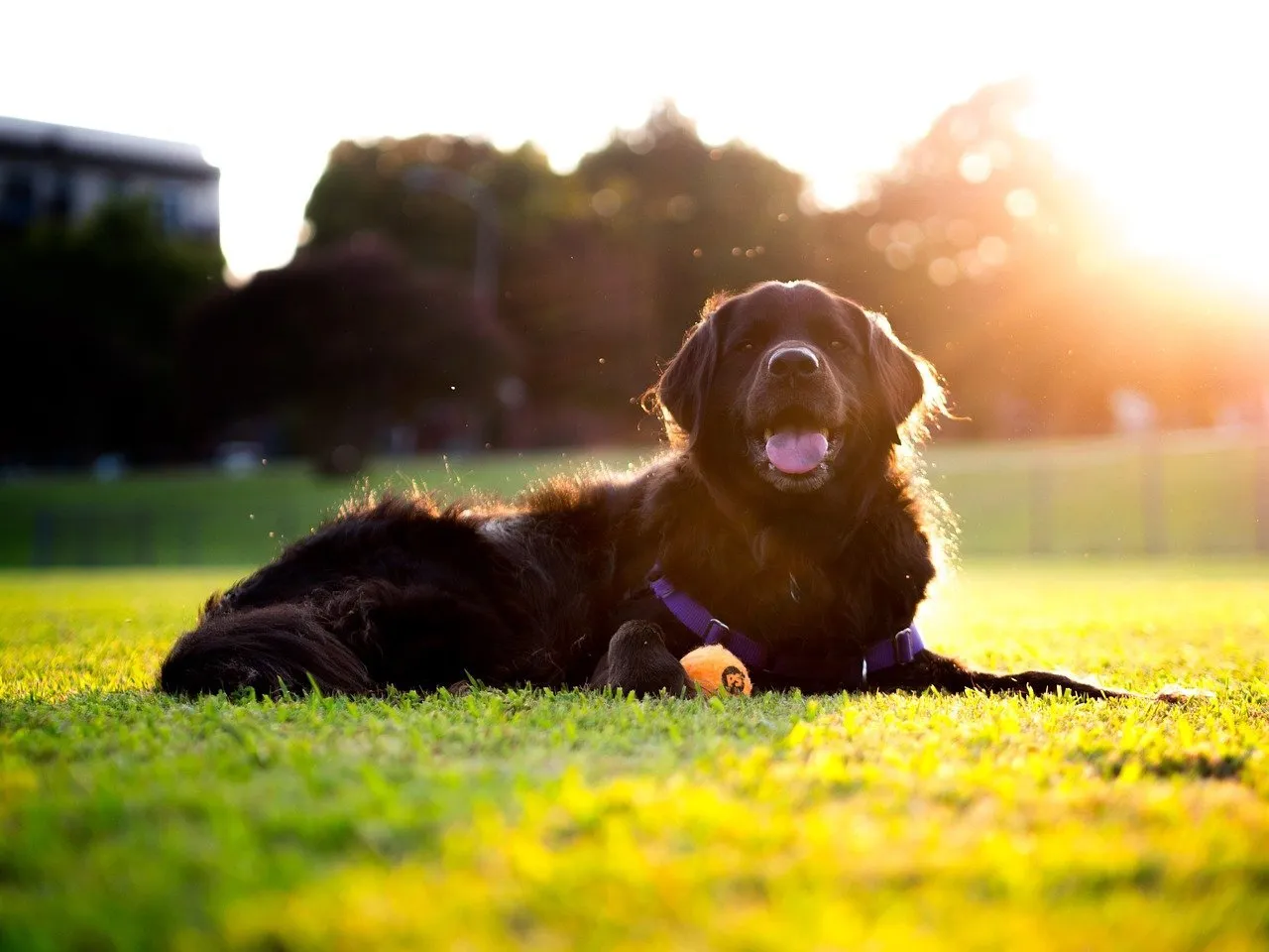 Dog laying on the grass with a toy