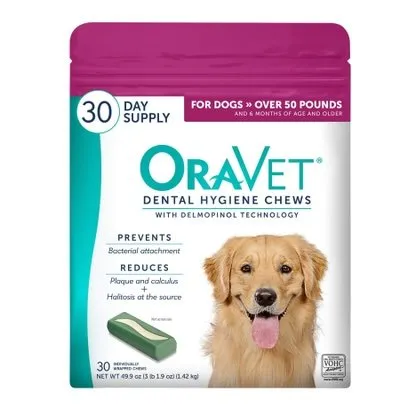 Top 5 Practical Pet Dental Care Tips You Can Use at Home