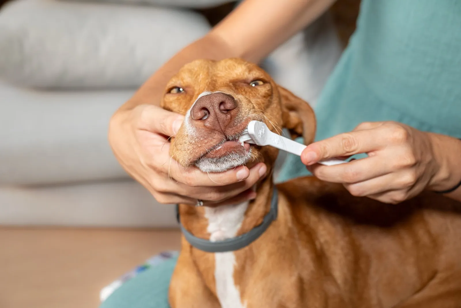 Top 5 Practical Pet Dental Care Tips You Can Use at Home