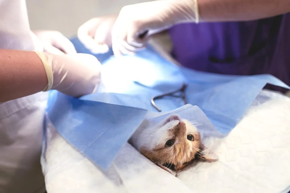 A dog draped for surgery in the operating room