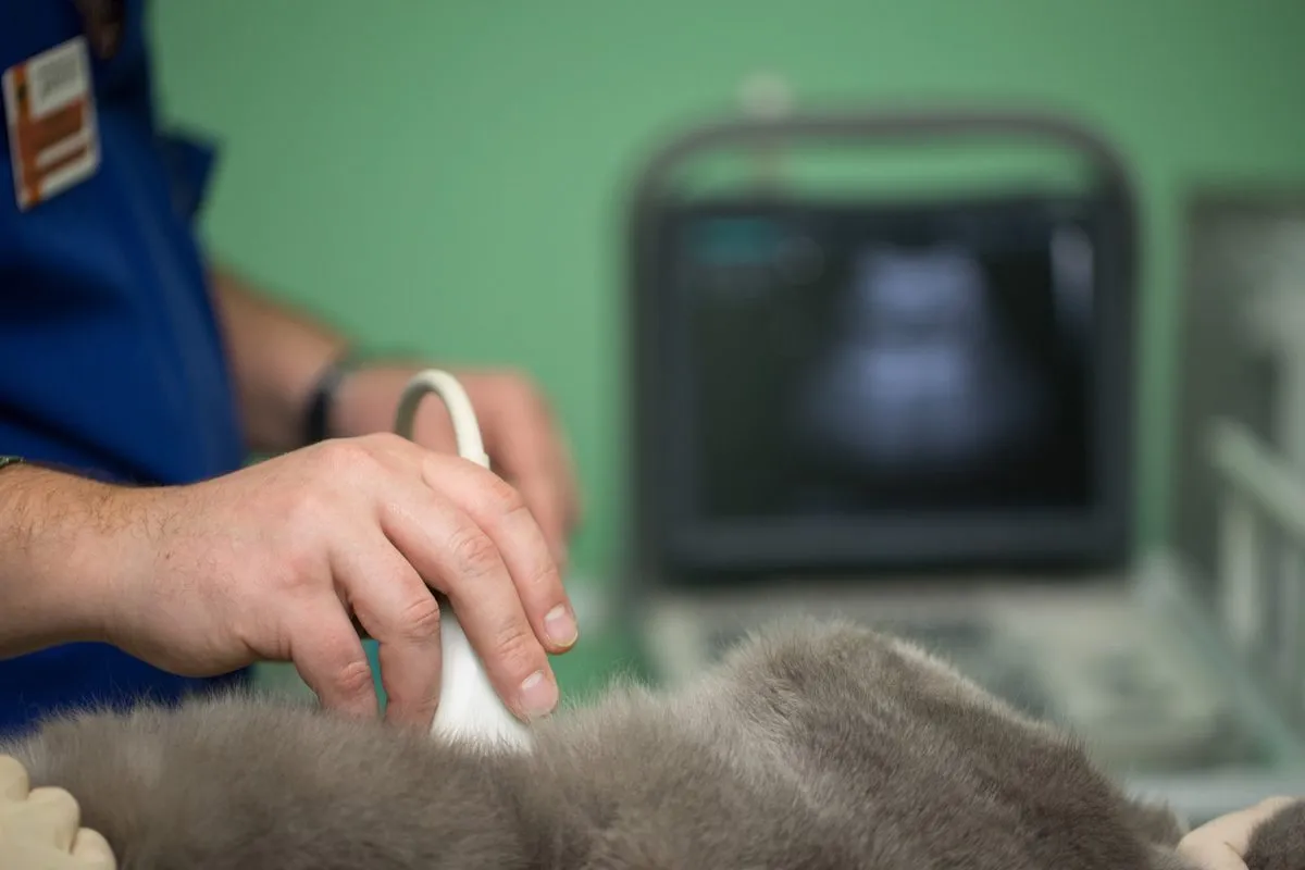 A veterinary ultrasound exam with the image on screen