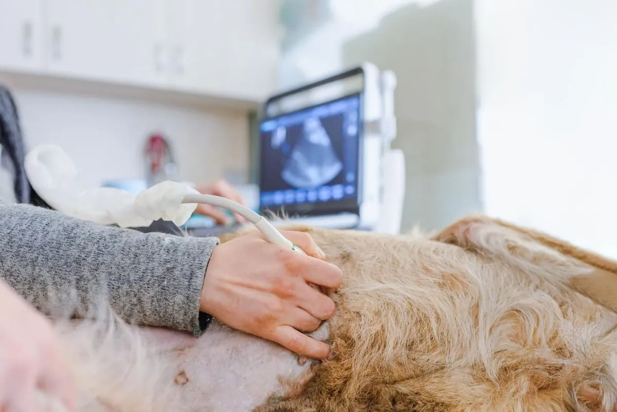 A dog having an ultrasound exam