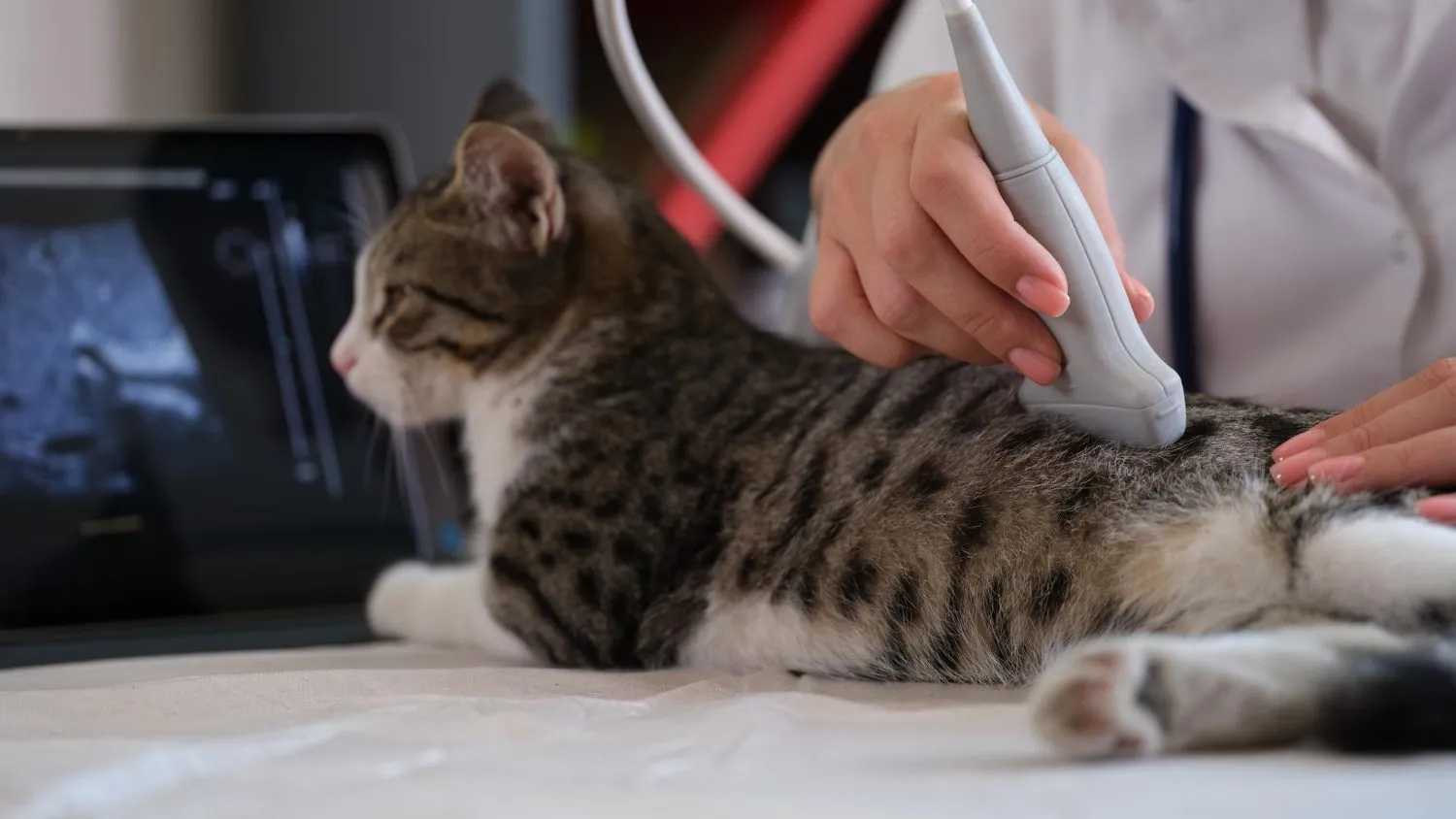 A tabby cat having an ultrasound exam
