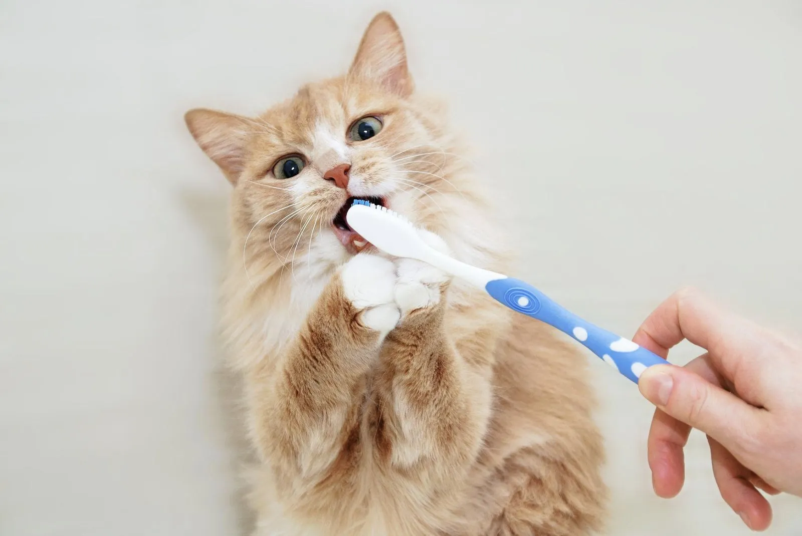 8 Best Vet-Approved Products for Pet Dental Care at Home