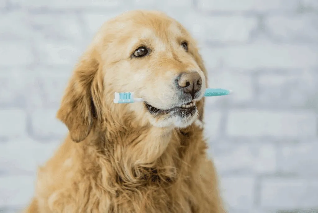 8 Best Vet-Approved Products for Pet Dental Care at Home