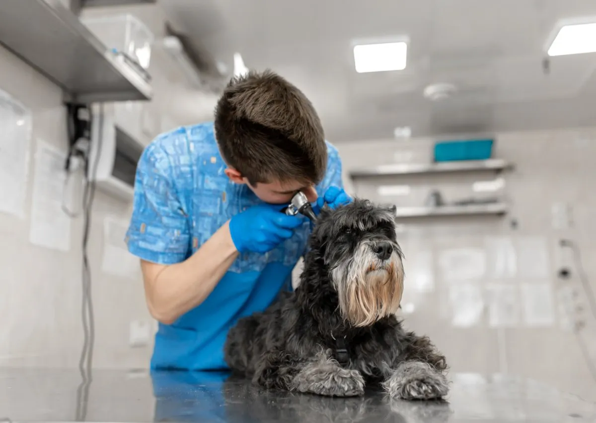 A vet examining a black and gray dog's ear with an otoscope in a clinic.