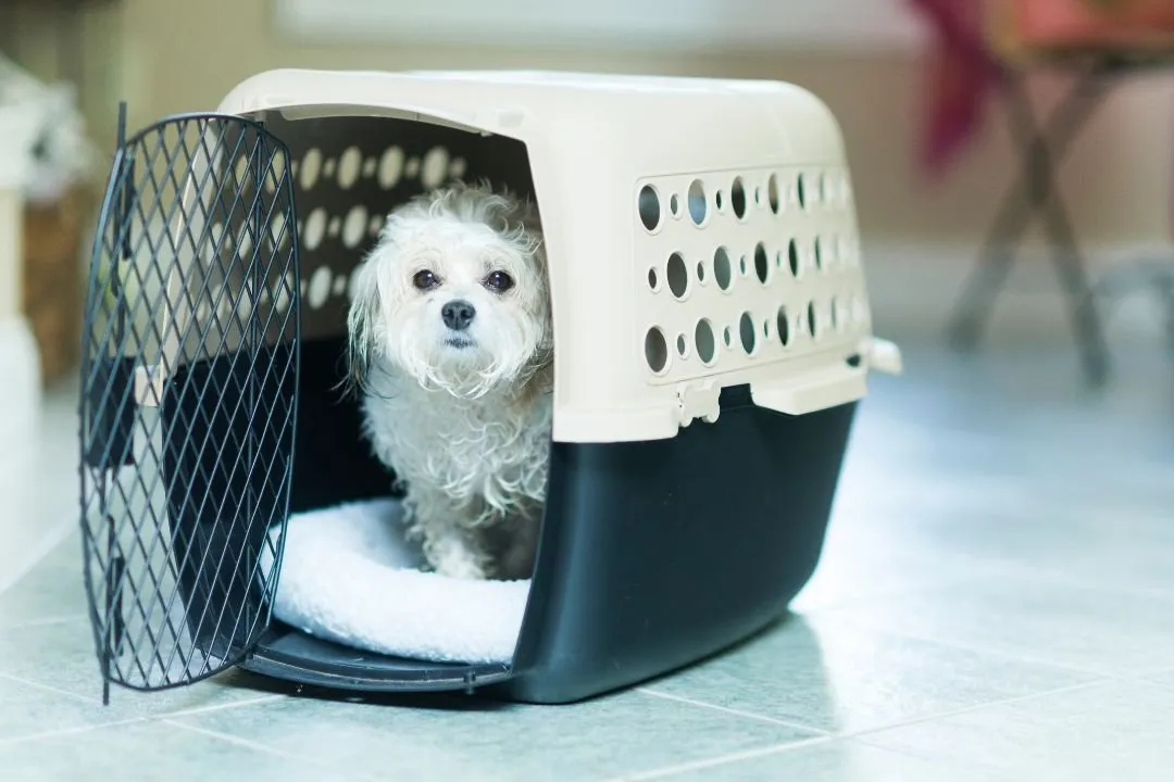 What Happens During Spay & Neuter Services from a Pet’s POV?