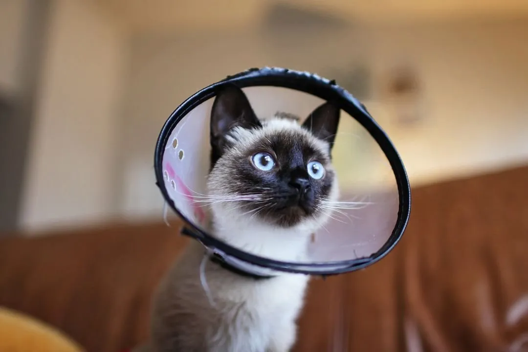 What Happens During Spay & Neuter Services from a Pet’s POV?