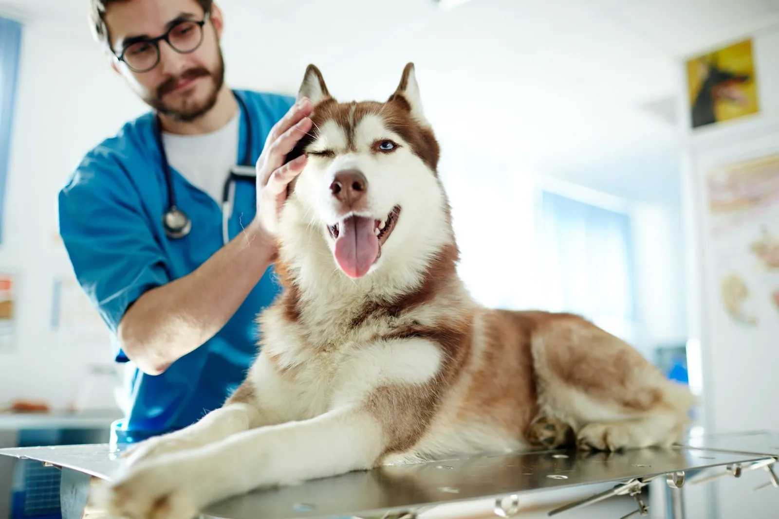 A dog with vet