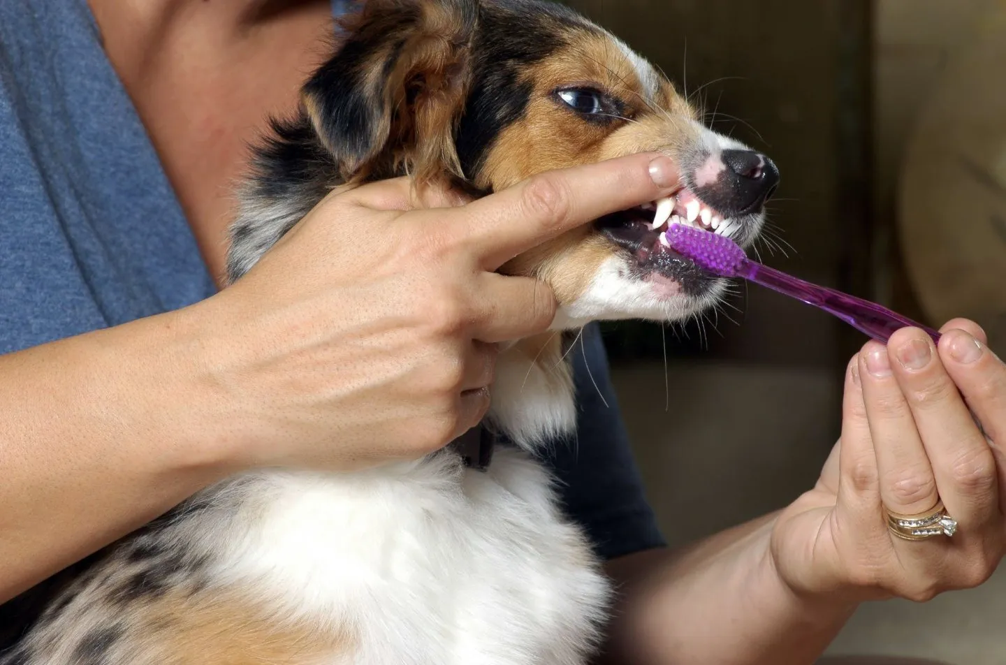 What to Expect During Professional Pet Dental Services