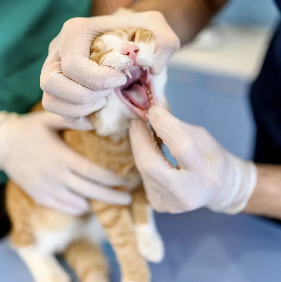 What to Expect During Professional Pet Dental Services