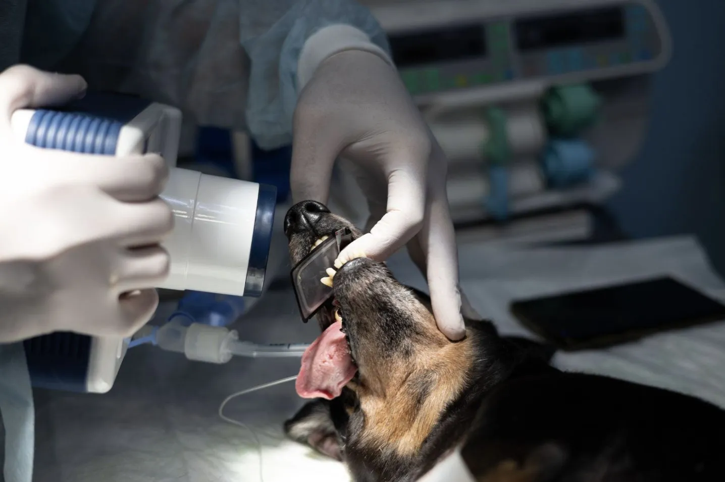 What to Expect During Professional Pet Dental Services