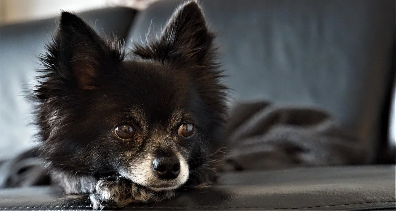 Black fluffy chihuahua laying down looking sad