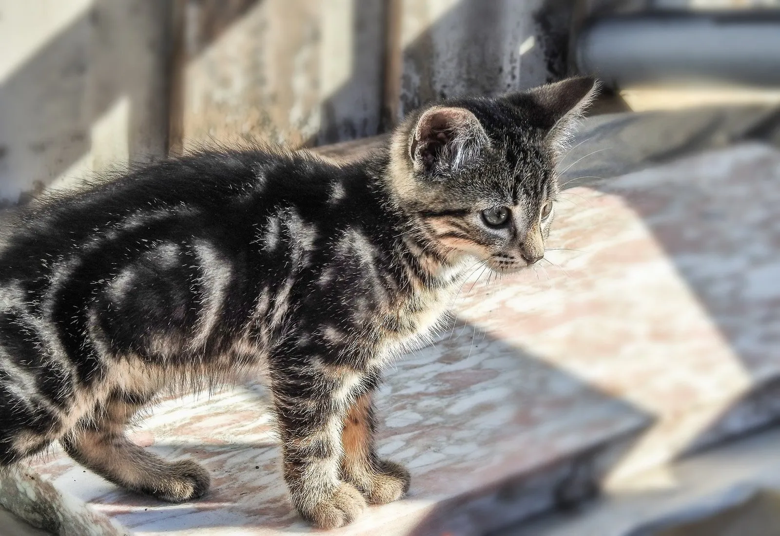 Brown and black tabby cat standing outside looking curious