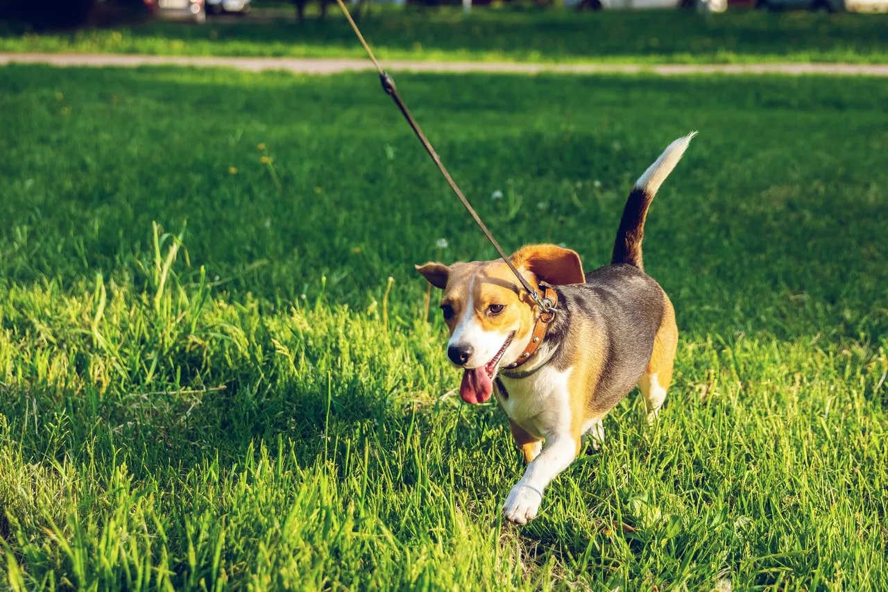 A beagle is running across a grassy field