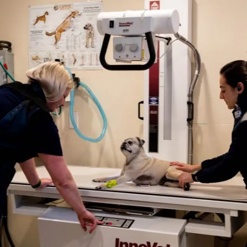 Two team members positioning a pug on the digital X-ray table