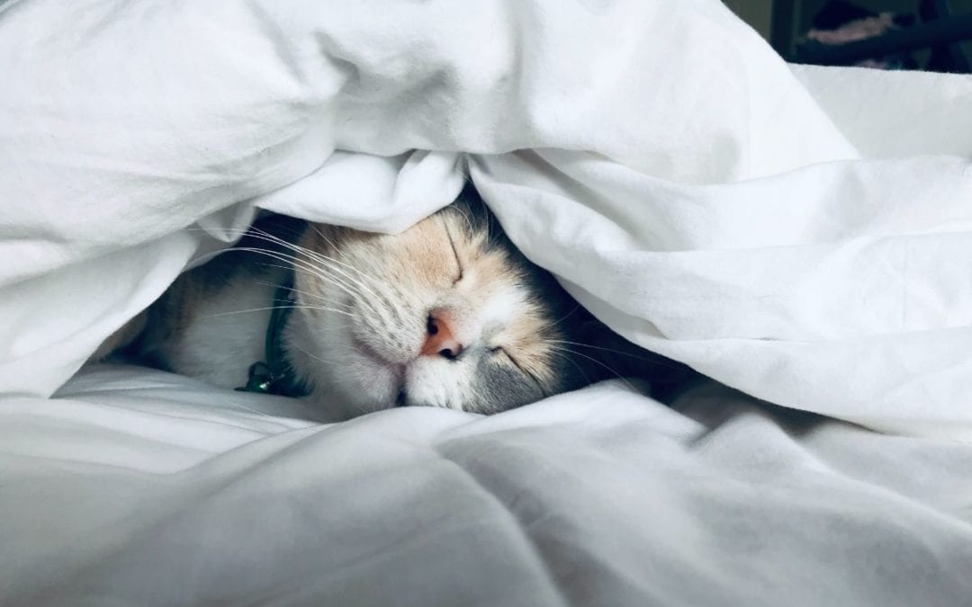 cat sleeping under a white blanket