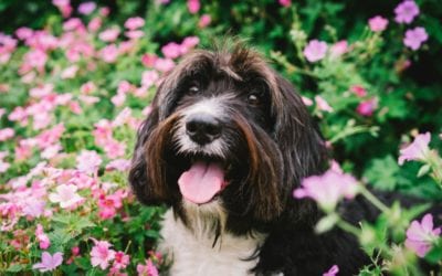 5 Garden Toxins For Pets