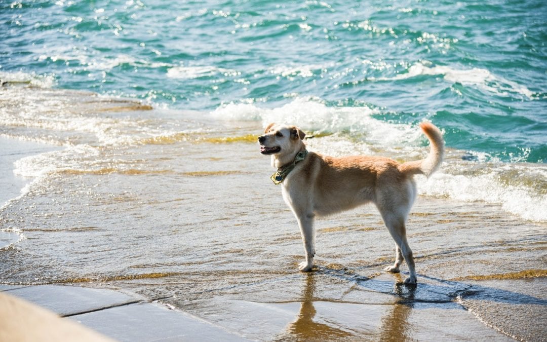A dog at beach