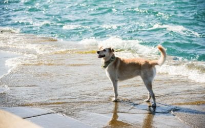 Dog Safety at the Beach