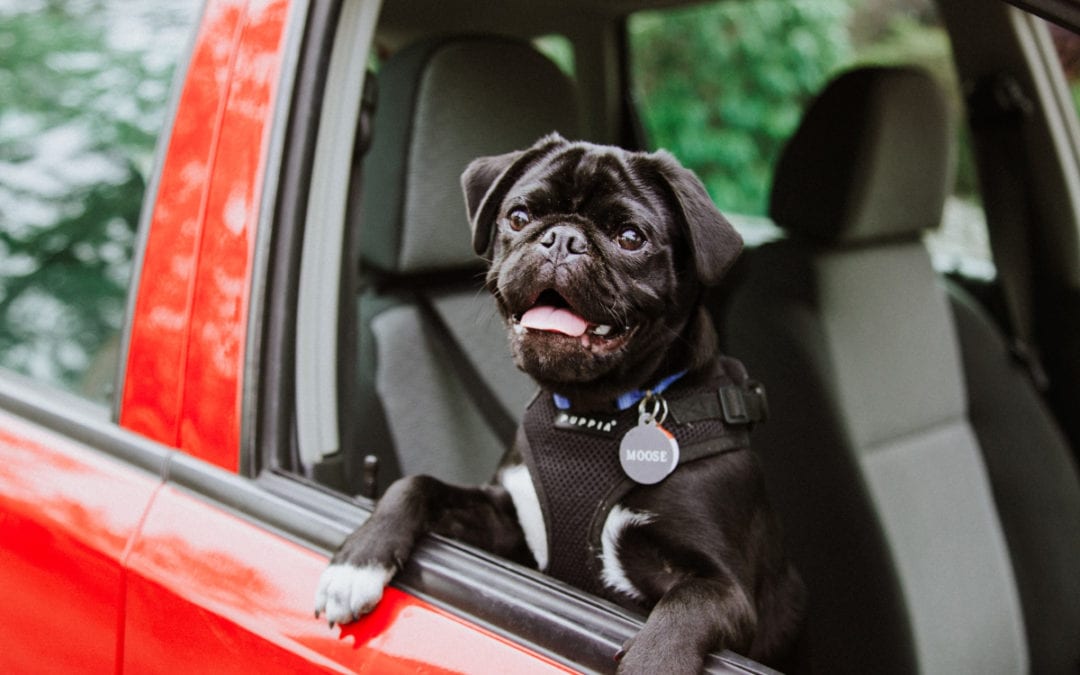 dog in a car