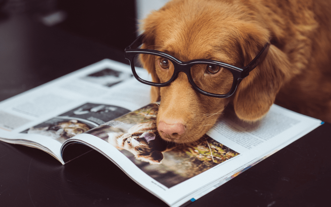 A dog with book