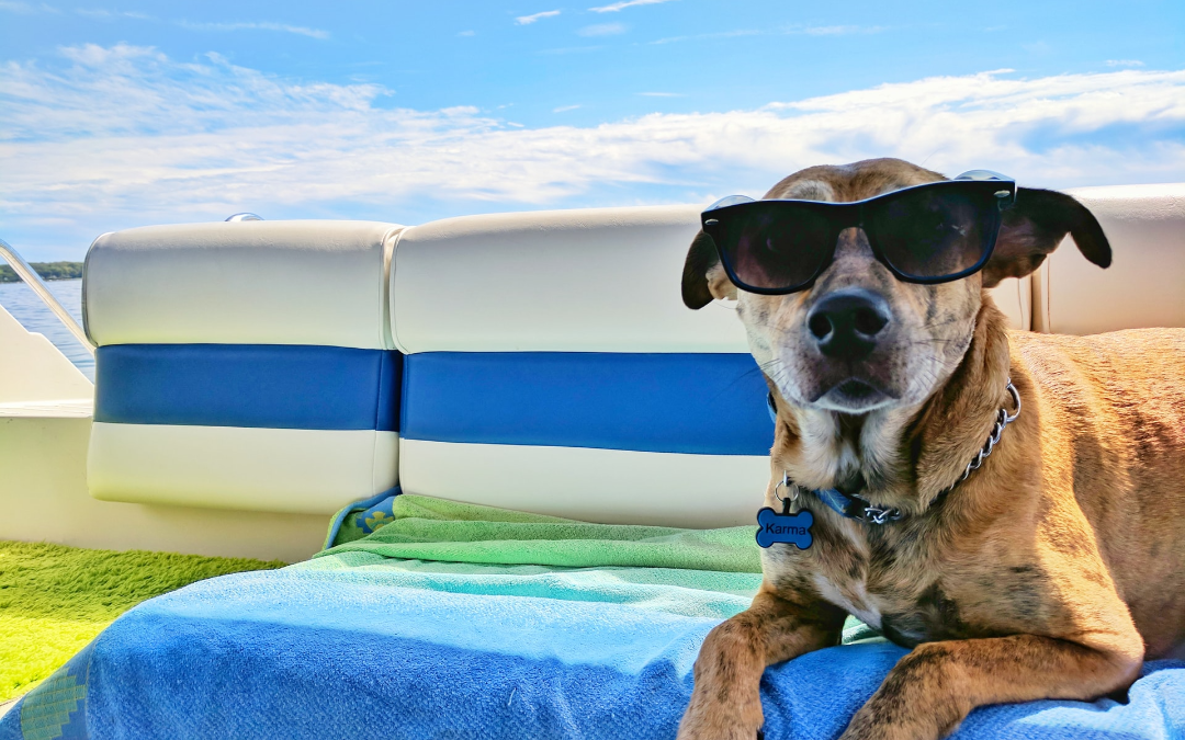 dog on boat