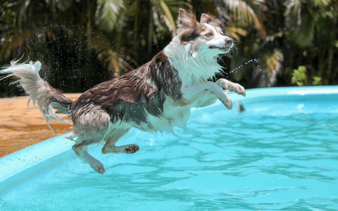 A wet brown and white dog leaping into a turquoise pool