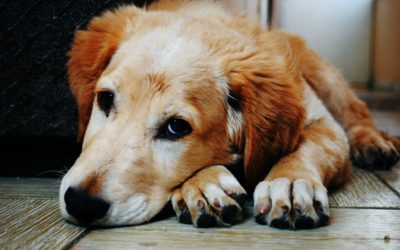5 Ways to Tell When It’s Time to Let Your Pet Go