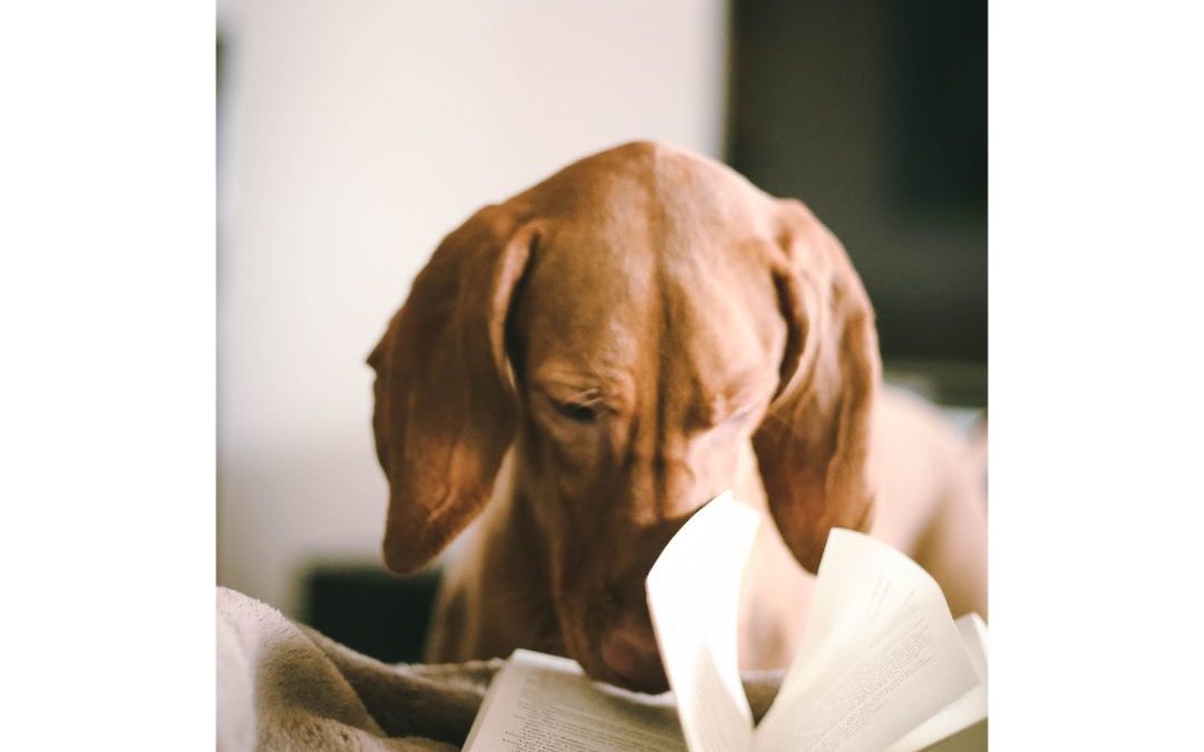 brown dog with a book