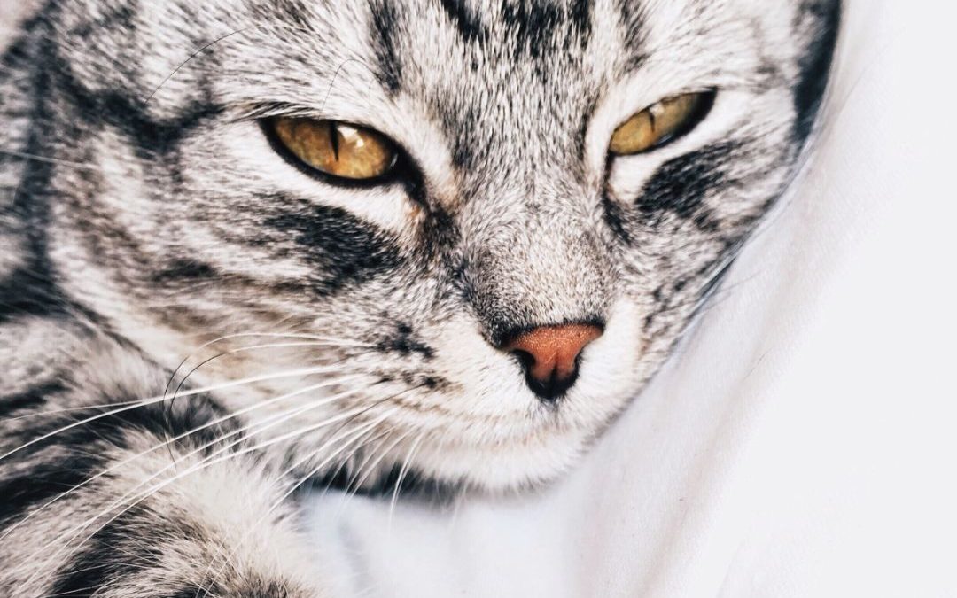 Close up of a cat against white background.
