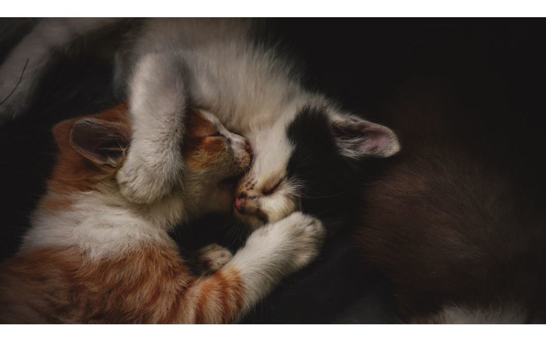 Two kittens cuddling and napping together