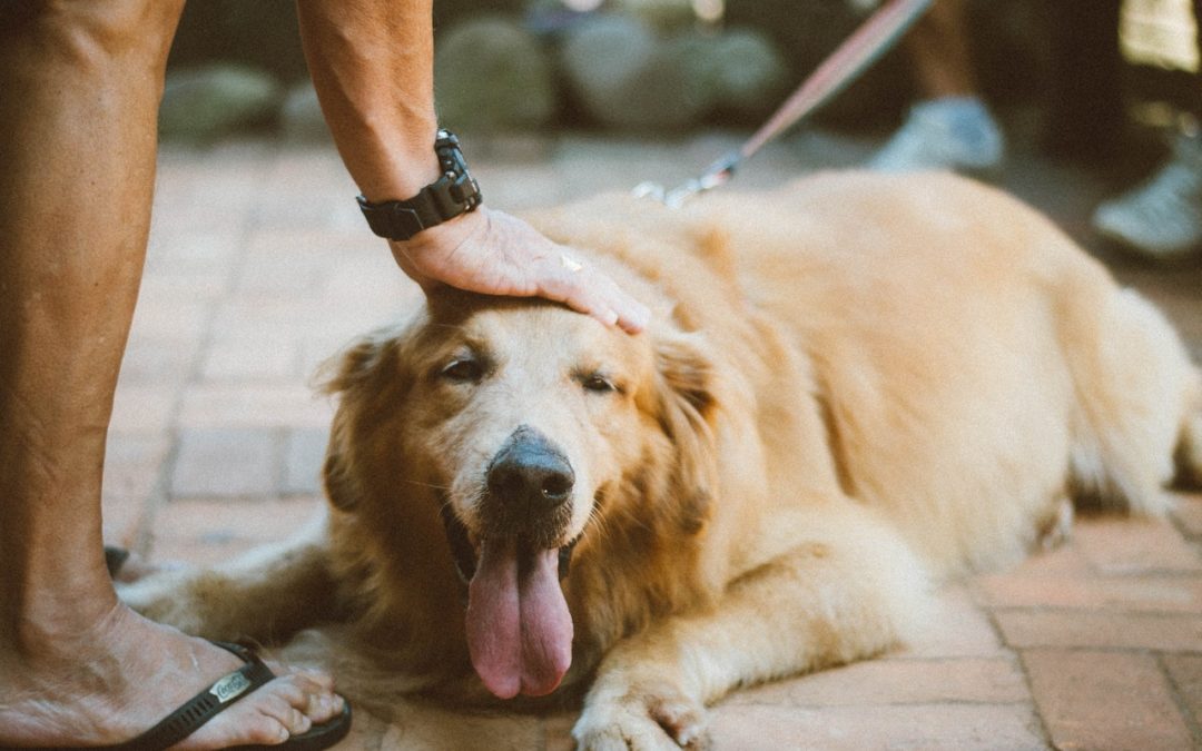 person petting a happy dog