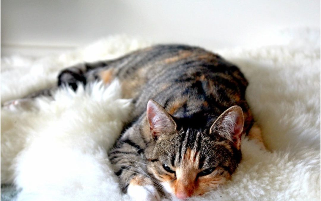 A cat lounging on a white fluffy blanket