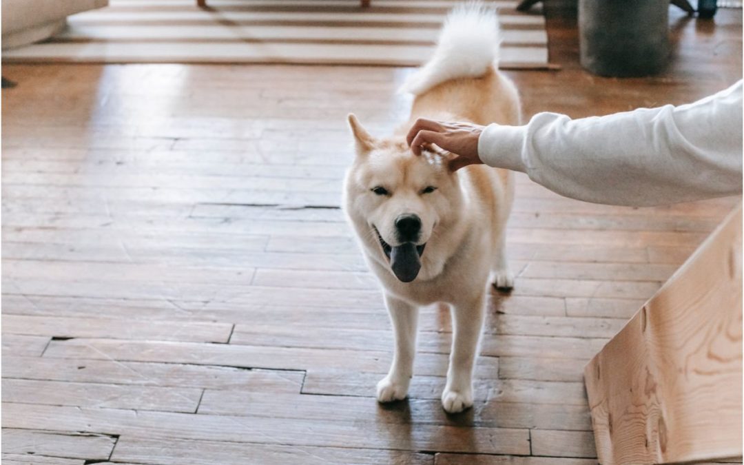 A person petting a happy dog