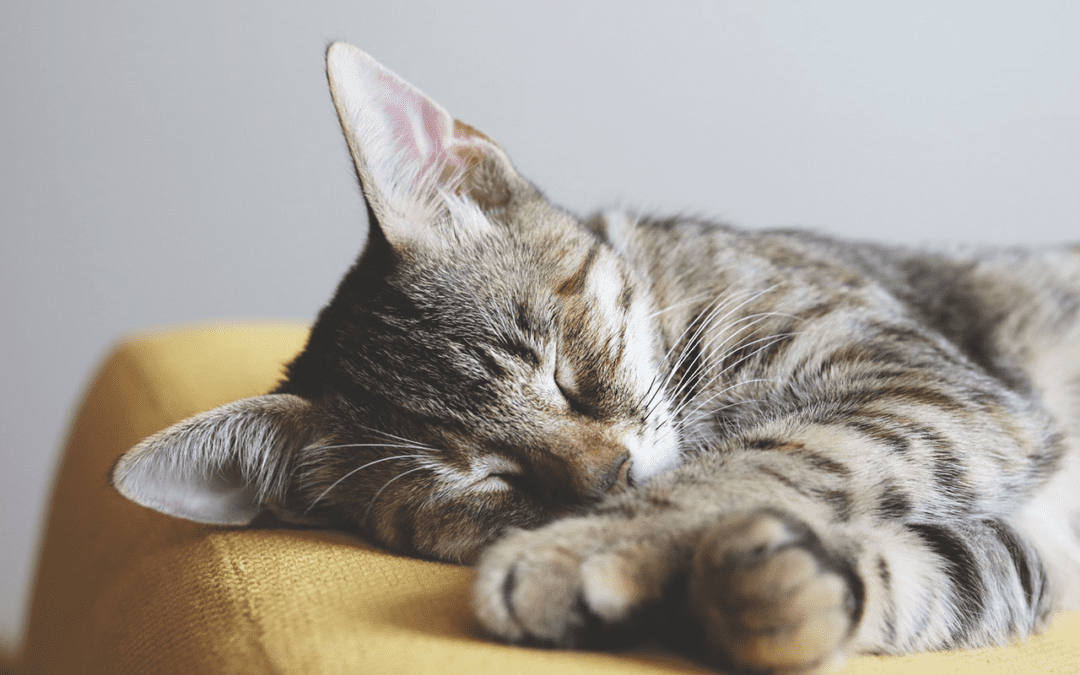 Pet End-of-Life Care Options