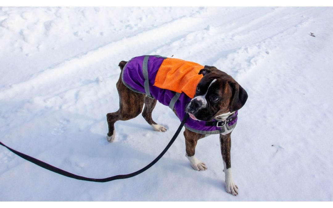 How to Walk Your Dog Safely in the Cold