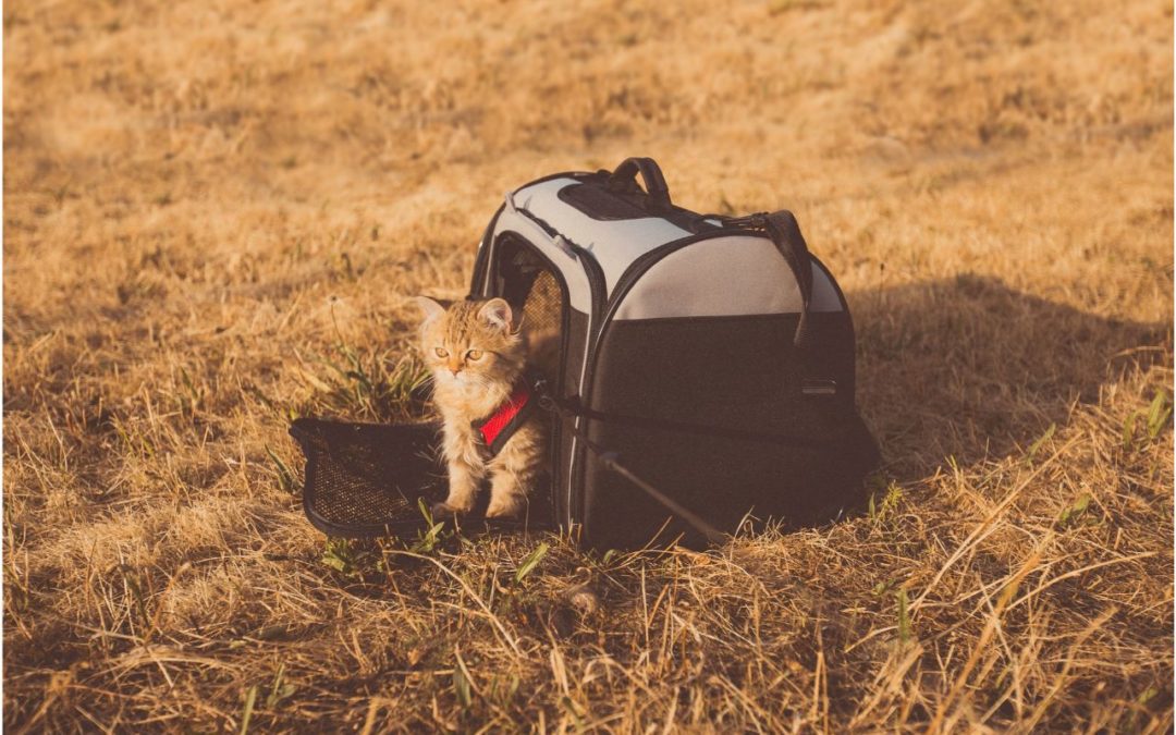 cat sitting next to a pet carrier on dry grass.